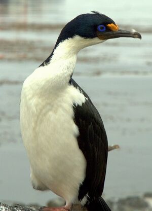 Cormoran des Kerguelen