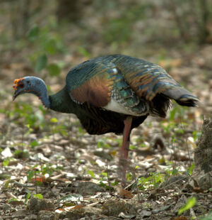 Ocellated Turkey