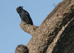 Fork-tailed Drongo