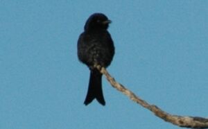 Drongo brillant