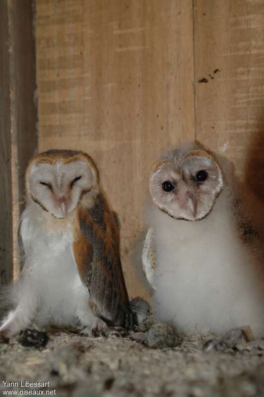 Western Barn Owljuvenile, identification