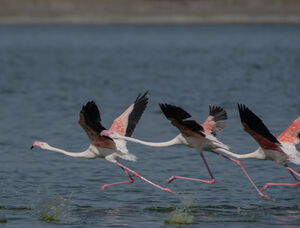 Greater Flamingo
