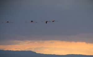 Greater Flamingo 
&copy; Yann Libessart