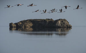 Greater Flamingo