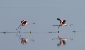 Greater Flamingo