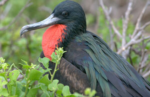 Great Frigatebird