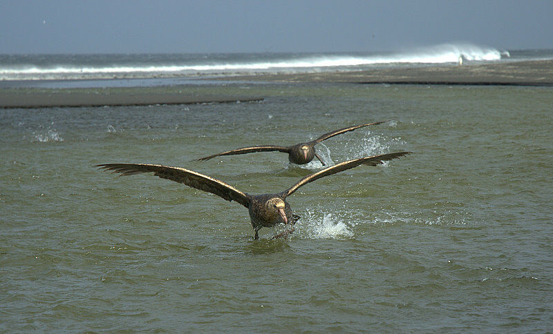 Fulmar géant - Macronectes giganteus