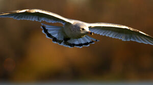 Ring-billed Gull 
&copy; Yann Libessart