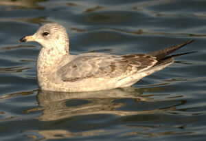 Ring-billed Gull 
&copy; Yann Libessart