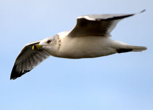 Ring-billed Gull 
&copy; Yann Libessart