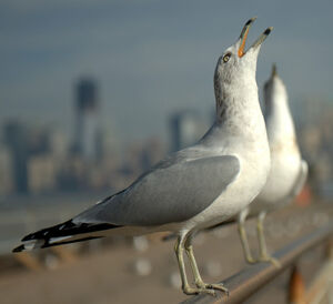 Ring-billed Gull 
&copy; Yann Libessart