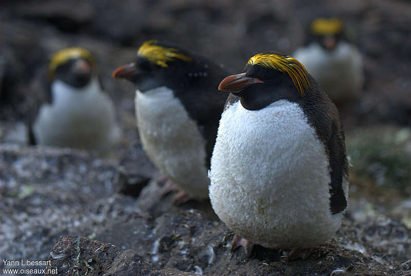 Macaroni Penguinadult breeding, identification