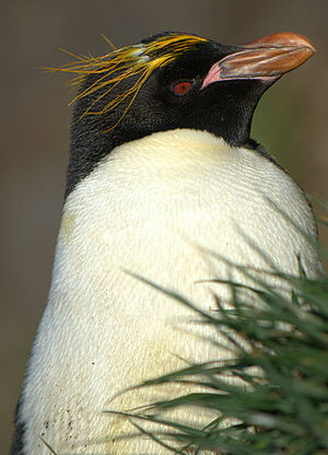 Macaroni Penguin