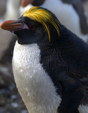 Macaroni Penguin