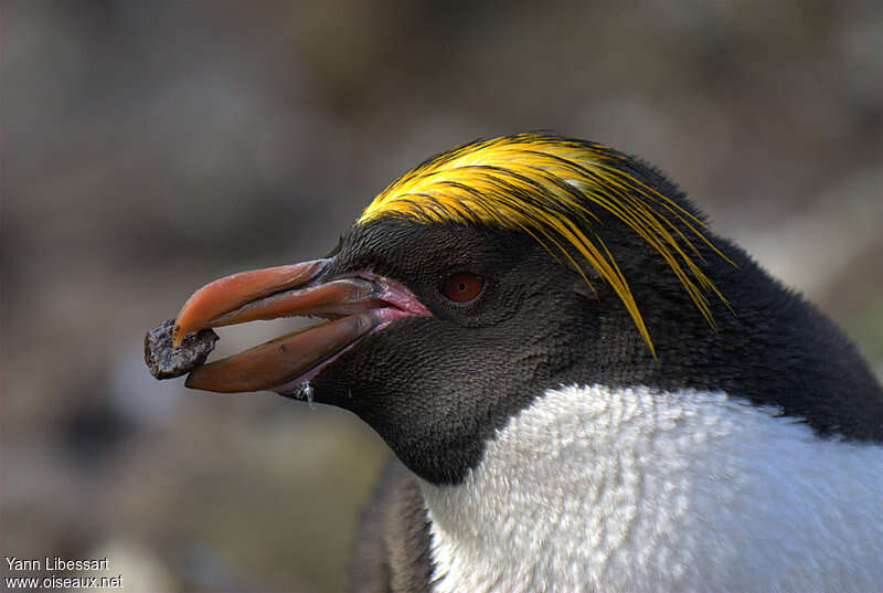 Macaroni Penguinadult breeding, close-up portrait