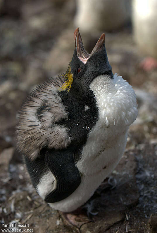 Macaroni Penguinjuvenile, identification