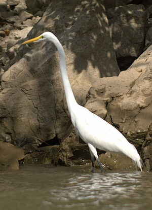 Great Egret 
&copy; Yann Libessart
