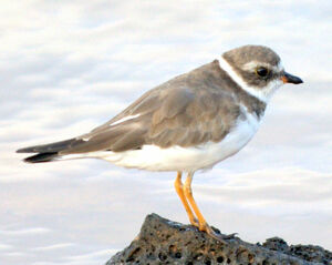 Semipalmated Plover