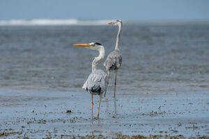 Grey Heron