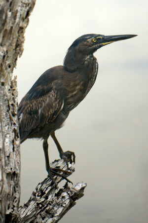 H�ron des Galapagos