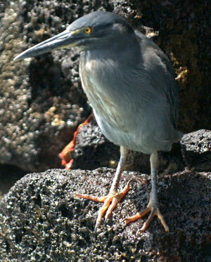 H�ron des Galapagos