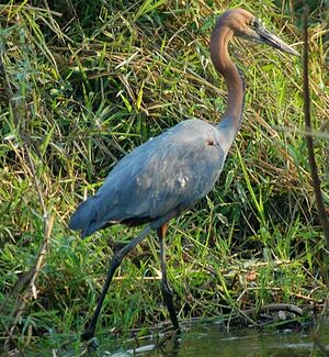H�ron goliath