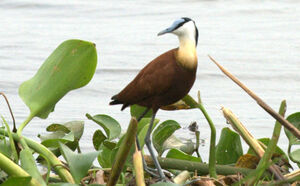 Jacana à poitrine dorée