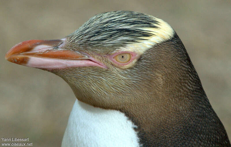 Yellow-eyed Penguinadult, close-up portrait, aspect