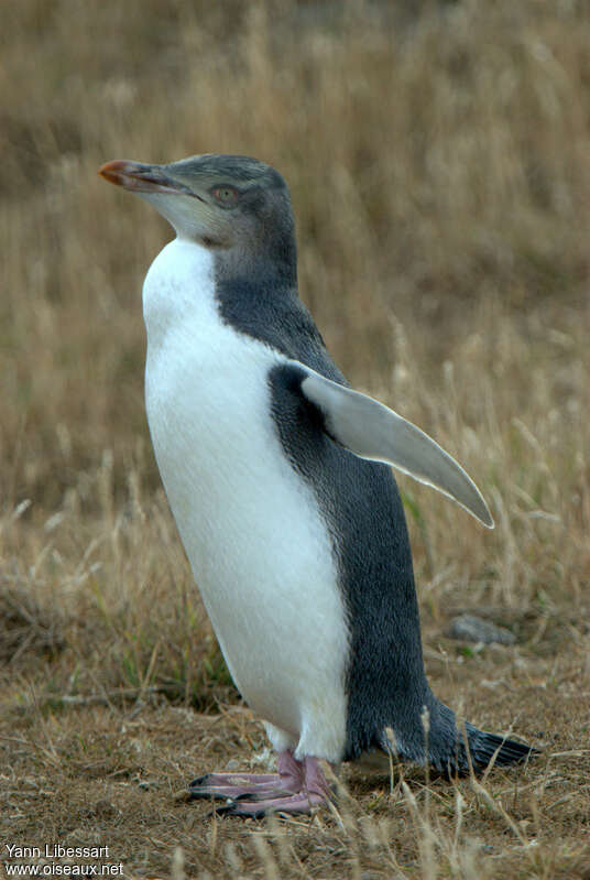 Yellow-eyed Penguinimmature, identification