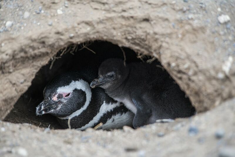 Magellanic Penguin, Reproduction-nesting