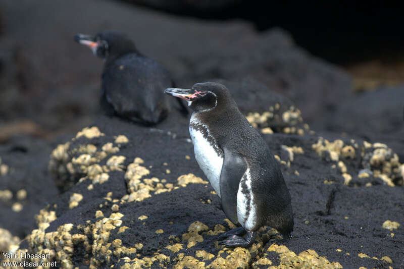 Galapagos Penguinadult, identification
