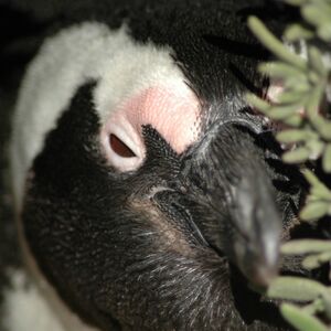 African Penguin