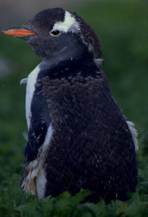 Gentoo Penguin