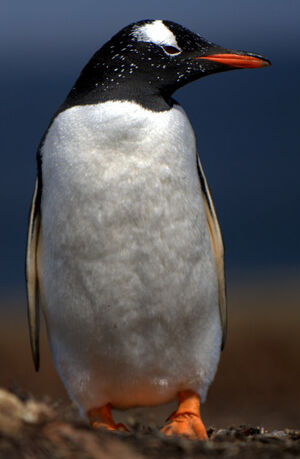 Gentoo Penguin