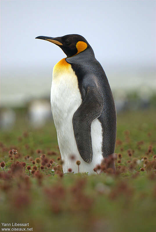 King Penguinadult, identification