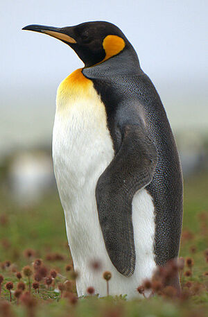 King Penguin