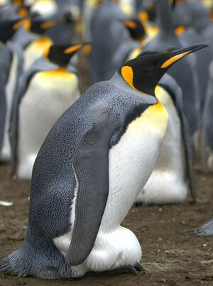 King Penguin