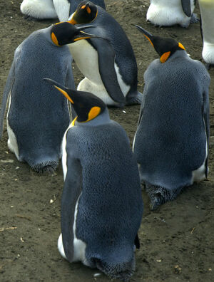 King Penguin