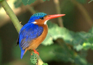 Malachite Kingfisher