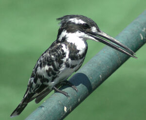 Pied Kingfisher