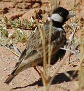 Grey-backed Sparrow-Lark