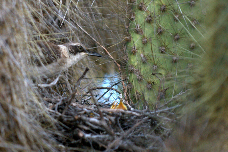 Galapagos Mockingbird, Reproduction-nesting