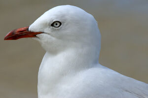 Red-billed Gull