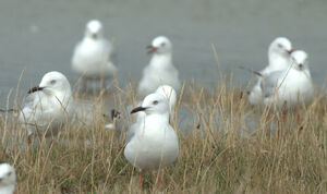 Red-billed Gull