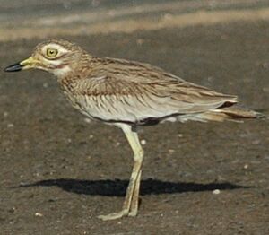 Senegal Thick-knee