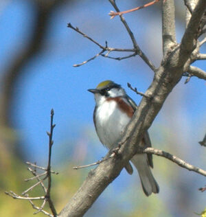Paruline � flancs marron