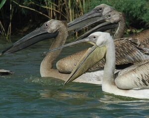 Great White Pelican