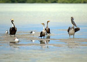 Brown Pelican