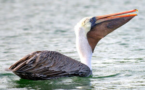 Brown Pelican