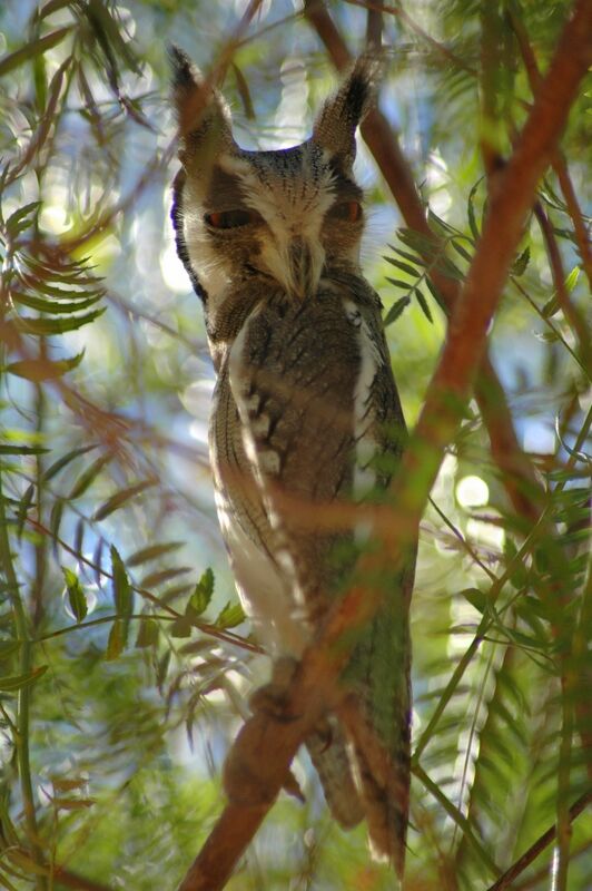 Southern White-faced Owl